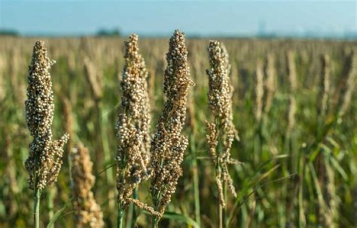 Unveiling The Secrets To Maximize Sorghum Yield: Discoveries And Insights